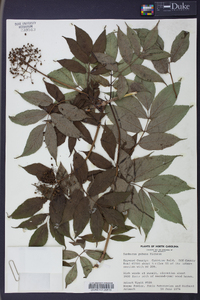 Sambucus racemosa subsp. racemosa image