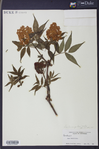 Sambucus racemosa subsp. racemosa image