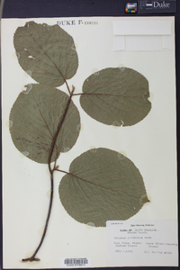 Viburnum lantanoides image