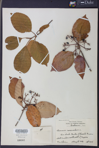 Viburnum cassinoides image