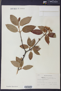 Viburnum cassinoides image