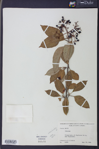 Viburnum cassinoides image