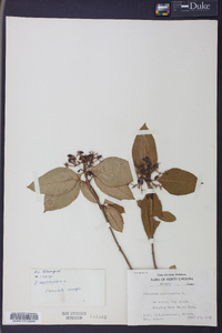 Viburnum cassinoides image