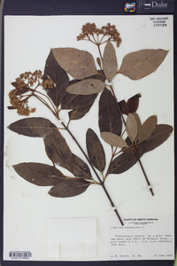 Viburnum cassinoides image