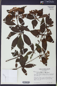 Viburnum cassinoides image