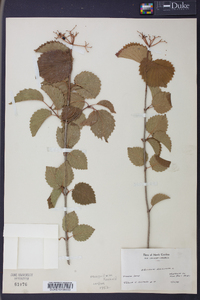 Viburnum dentatum var. lucidum image