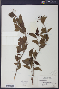 Viburnum dentatum var. lucidum image