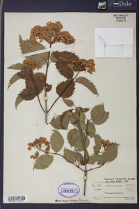 Viburnum dentatum var. lucidum image