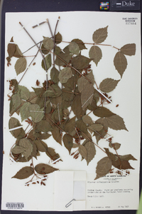 Viburnum rafinesqueanum image