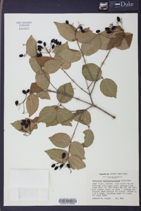 Viburnum rafinesqueanum image