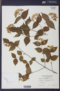 Viburnum rafinesqueanum image