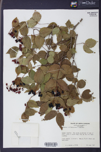 Viburnum rafinesqueanum image