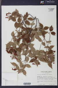 Viburnum rafinesqueanum image