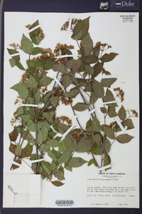 Viburnum rafinesqueanum image