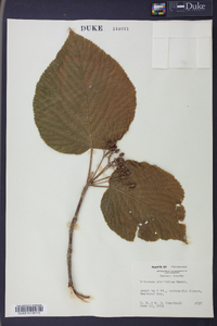 Viburnum lantanoides image