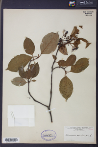 Viburnum cassinoides image