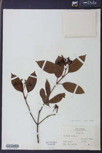 Viburnum cassinoides image