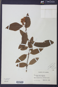 Viburnum cassinoides image