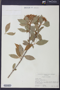 Viburnum cassinoides image