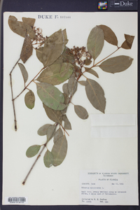 Viburnum cassinoides image