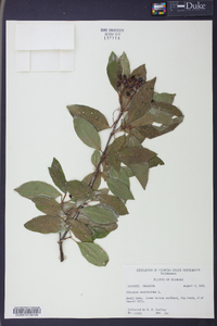 Viburnum cassinoides image