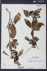 Viburnum cassinoides image