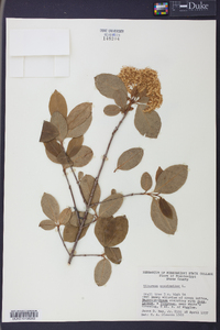Viburnum cassinoides image
