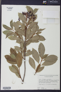 Viburnum cassinoides image