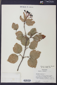 Viburnum dentatum var. lucidum image