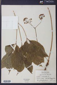 Aralia nudicaulis image