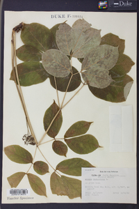 Aralia nudicaulis image