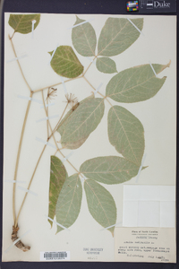 Aralia nudicaulis image