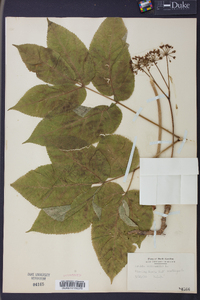 Aralia nudicaulis image