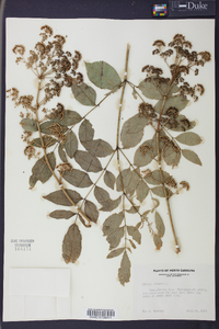 Aralia spinosa image