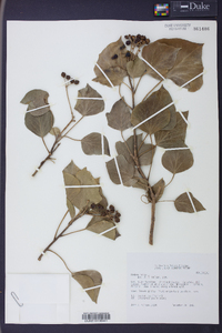 Hedera helix image