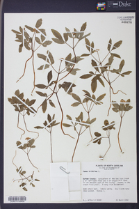 Panax trifolius image