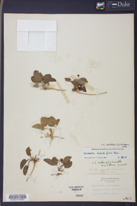 Centella asiatica image