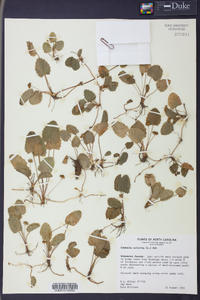 Centella asiatica image