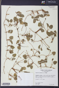 Centella asiatica image