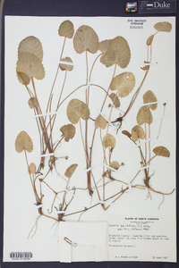 Centella asiatica image