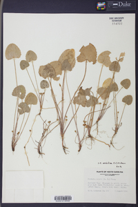 Centella asiatica image