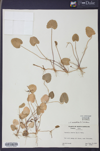 Centella asiatica image