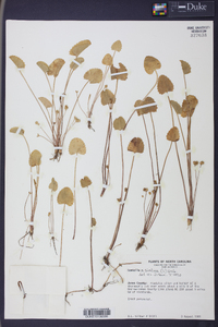 Centella asiatica image