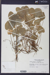 Centella asiatica image