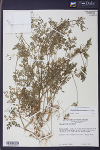 Chaerophyllum procumbens image