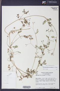 Chaerophyllum procumbens image