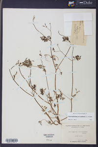 Chaerophyllum procumbens image