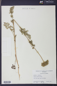 Daucus pusillus image