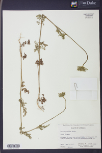 Daucus pusillus image