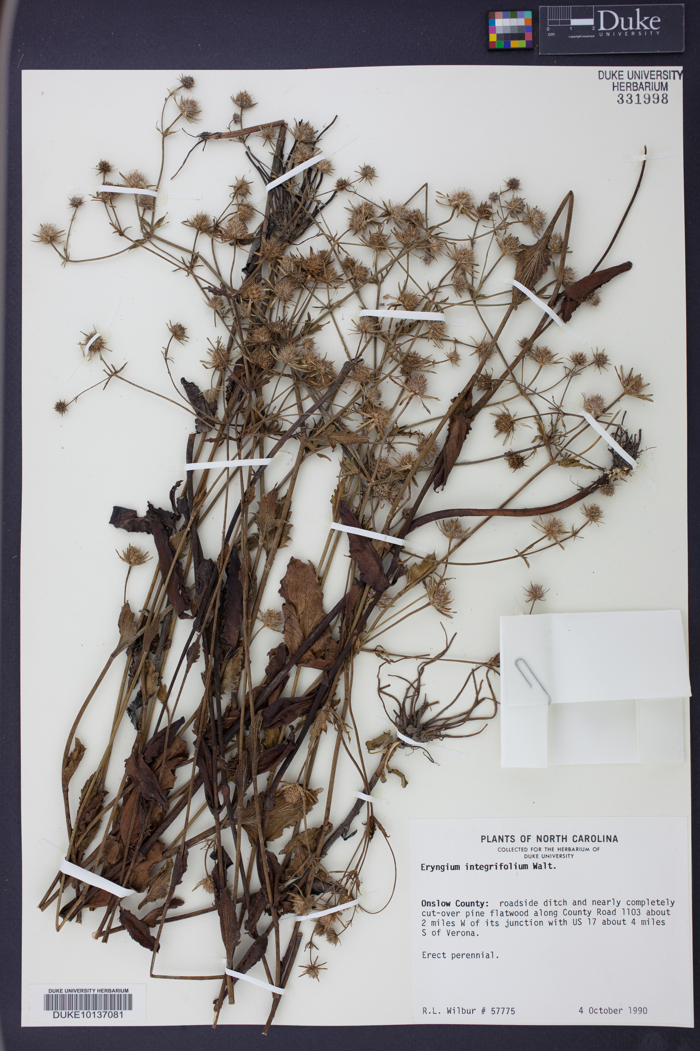 Eryngium integrifolium image